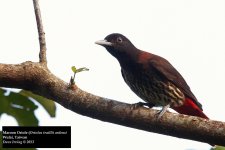 Maroon Oriole 3.jpg