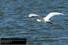 Eurasian Spoonbill.jpg