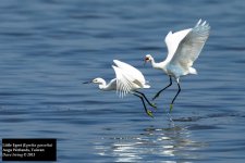 Little Egret.jpg