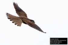 Eurasian Kestrel.jpg