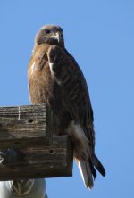 IMG_2999 Dark Morph Ferruginous.jpg