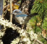 IMG_3359 scrub jay.jpg