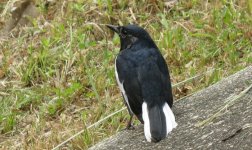 IMG_0043 Magpie Robin DB.jpg