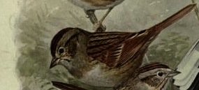 Autumnal swamp sparrow.jpg