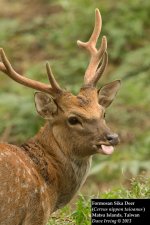 Formosan Sika Deer.jpg