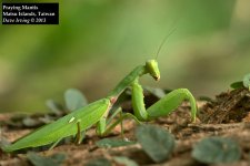 Praying Mantis.jpg