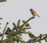 Bird parrot crossbill2.jpg