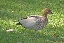 Australian Wood Duck.jpg