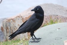 Australasian Raven.jpg