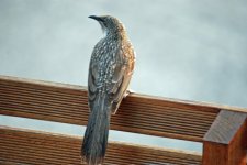 Little Wattlebird.jpg