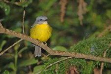 Eastern Robin.jpg