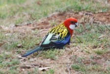 Eastern Rosella.jpg