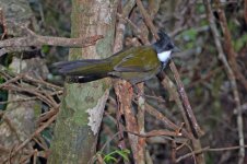 Eastern Whipbird.jpg