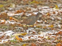 Buff banded Rail.jpg