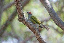 Male Figbird.jpg