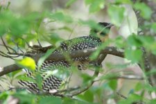 Female Eastern Koel.jpg