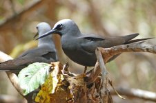 Black Noddy.jpg