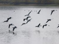 4083 greylags.JPG