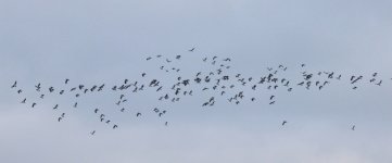 4108 164 LAPWINGS.JPG