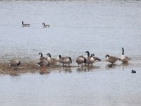 4115 canada geese.JPG
