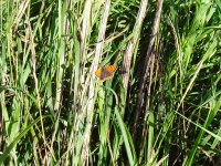 Small Copper.jpg