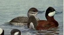 Ruddy duck.jpg