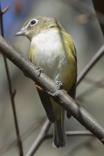 vireo.jpg