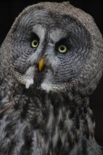 Great Grey Owl.jpg