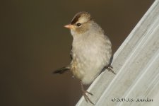 DSC_8858WhitecrownedSparrowc.jpg