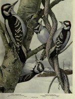 Hairy and downy woodpeckers.jpg