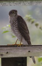 SparrowHawk-001.jpg