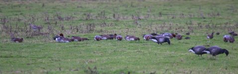 4154 brents, widgeon and a curlew.JPG