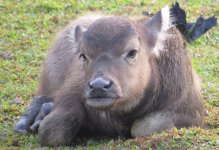 IMG_0586 Baby Buffalo Pui O.jpg