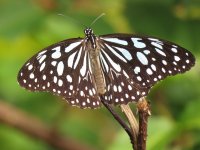 IMG_0587 Butterfly sp. Pui O.jpg