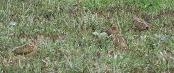 IMG_0601 Greater Painted-snipe Pui O.jpg