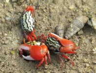 IMG_0607 Fiddler Crabs Pui O.jpg