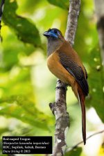 Red-naped Trogon.jpg