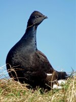 Black-grouse06_edited-1.jpg