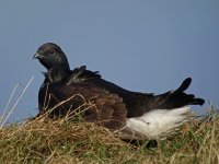 Black-Grouse18.jpg