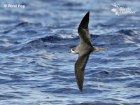 zinos-petrel-madeira-island-rene-pop1.jpg