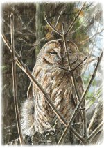 tawny-owl-Nymphenburg-novem.jpg