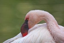 flamingo V2 18.5mm stx95 c_DSC0162.jpg