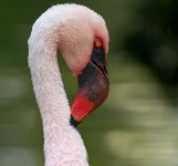 flamingo V2 18.5mm stx95 c_DSC0173.jpg