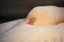 flamingo V2 18.5mm stx95_DSC0041.jpg