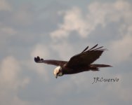 Aguilucho-Lagunero-Occidental.jpg