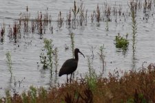 Glossy Ibis Abberton 2.jpg