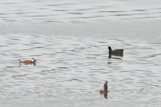 Crested-Coot-(6)-web.jpg