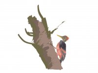 Orangebacked Woodpecker.jpg