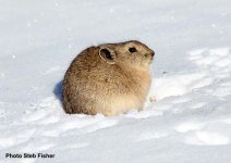 winter Pika.jpg