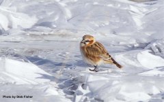 Rufous-necked Snowfinch.jpg